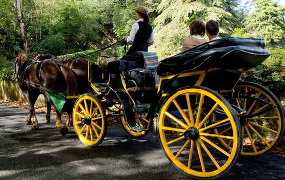 Horse Drawn Carriage